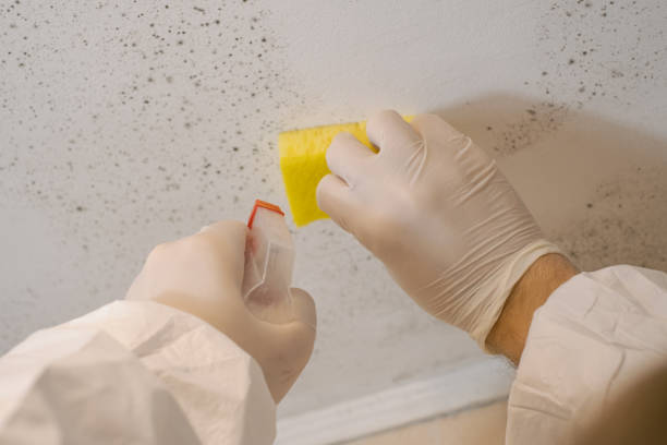 Best Comprehensive Air Testing for Mold Contaminants  in Milford, DE
