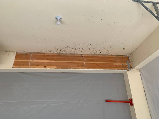Best Residential Mold Inspection & Testing  in Milford, DE