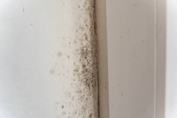 Best Mold Odor Removal Services  in Milford, DE